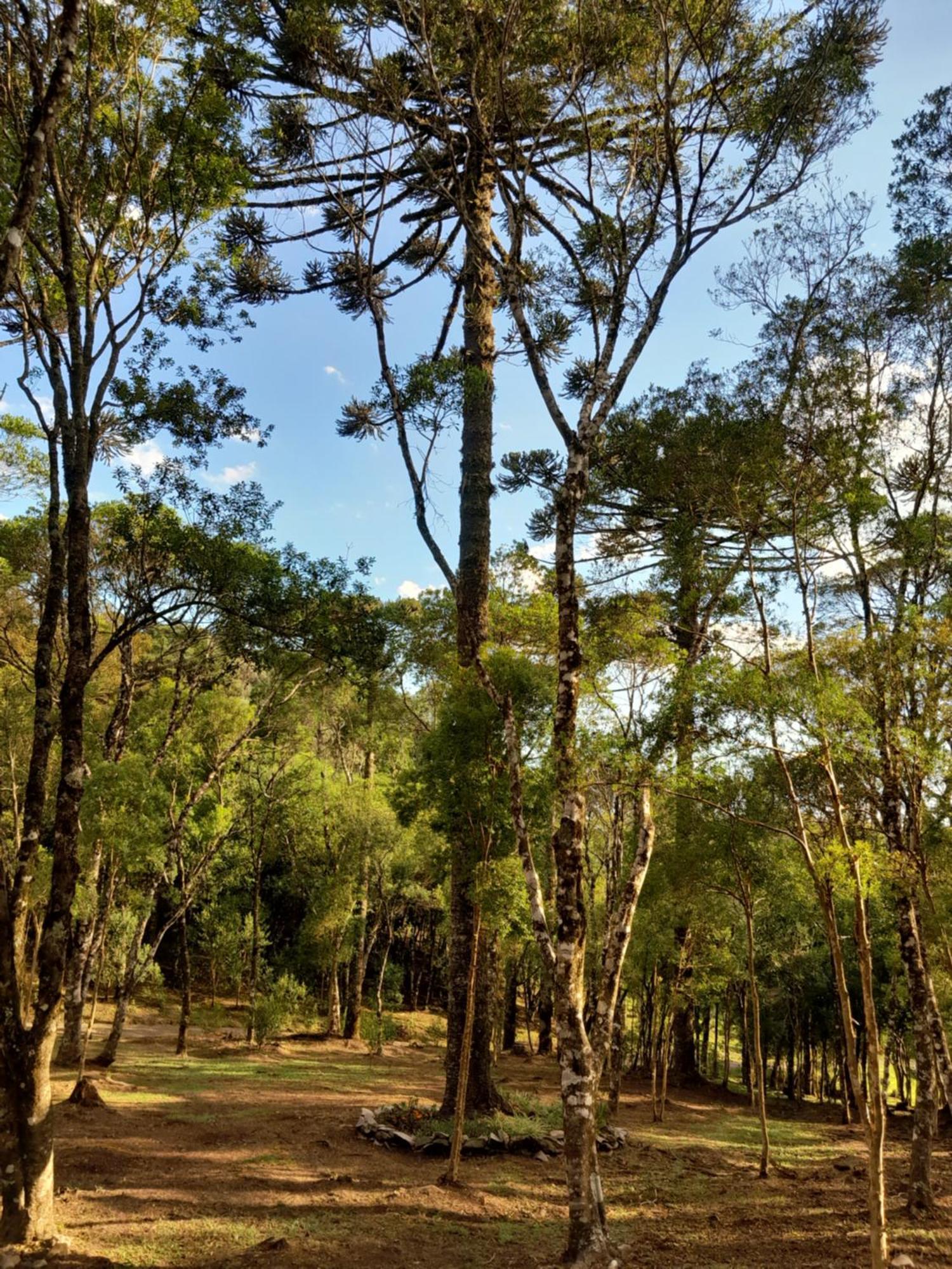 Cabanas Dos Pinheiros São Francisco de Paula Quarto foto
