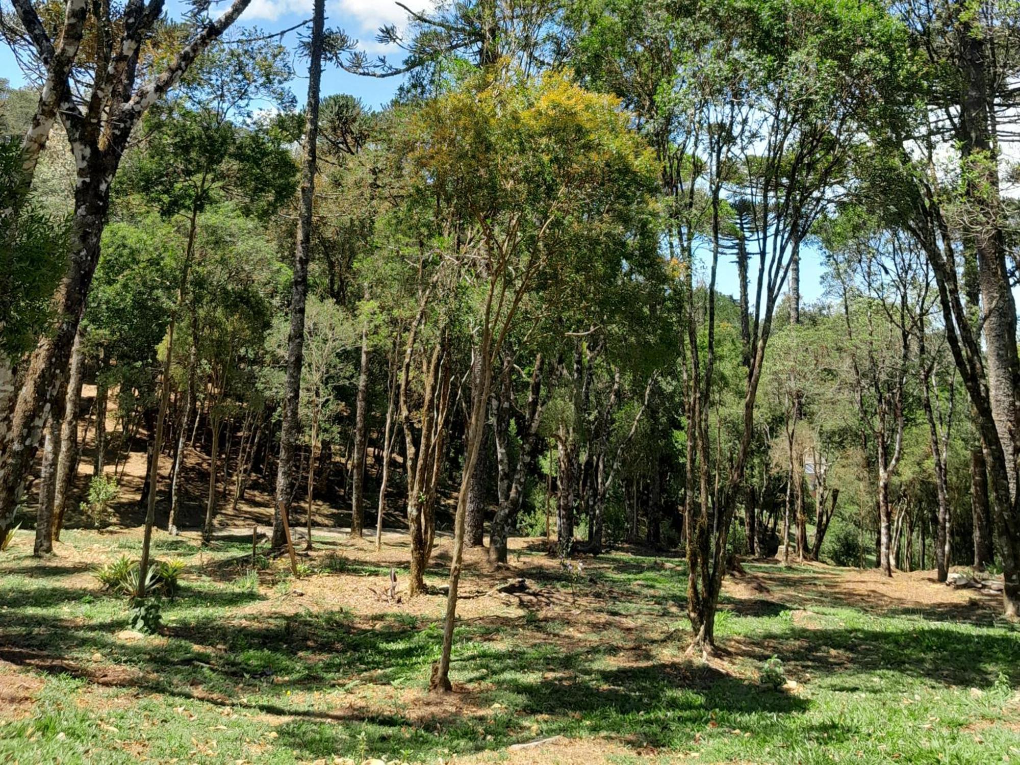 Cabanas Dos Pinheiros São Francisco de Paula Quarto foto