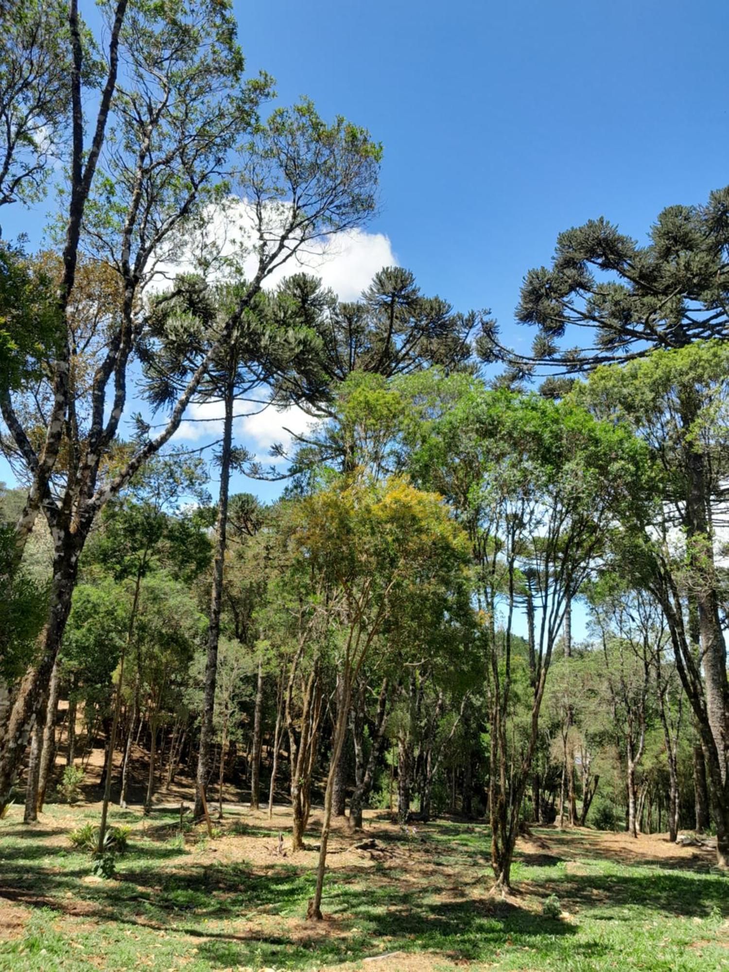 Cabanas Dos Pinheiros São Francisco de Paula Quarto foto